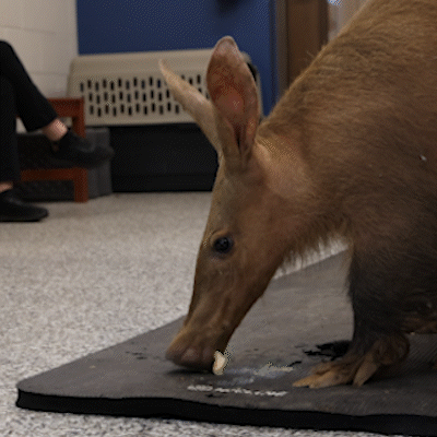 gif of an aardvark