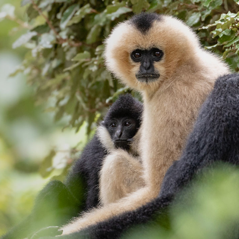 White-Cheecked Gibbons