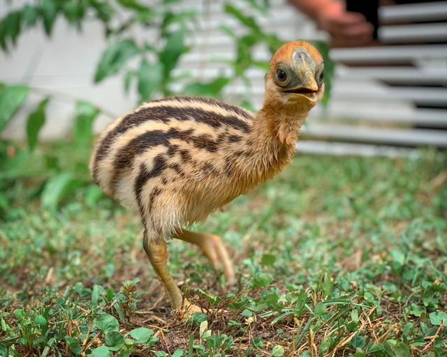 Cassowary