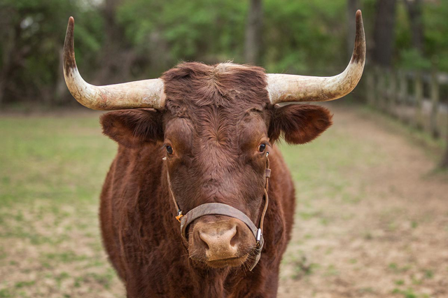 cattle