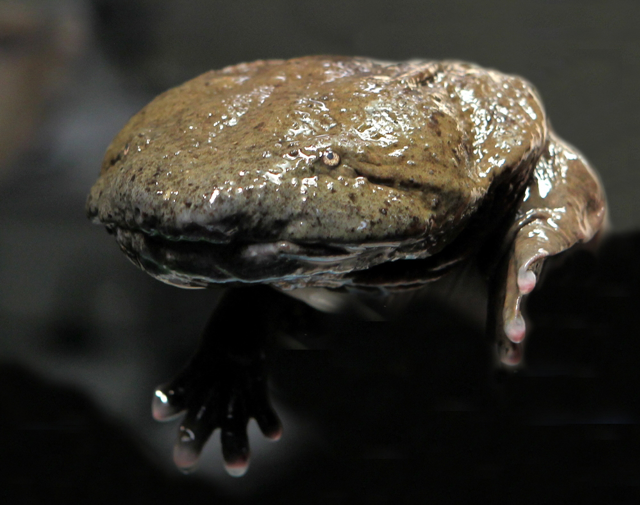 Hellbender floating in water