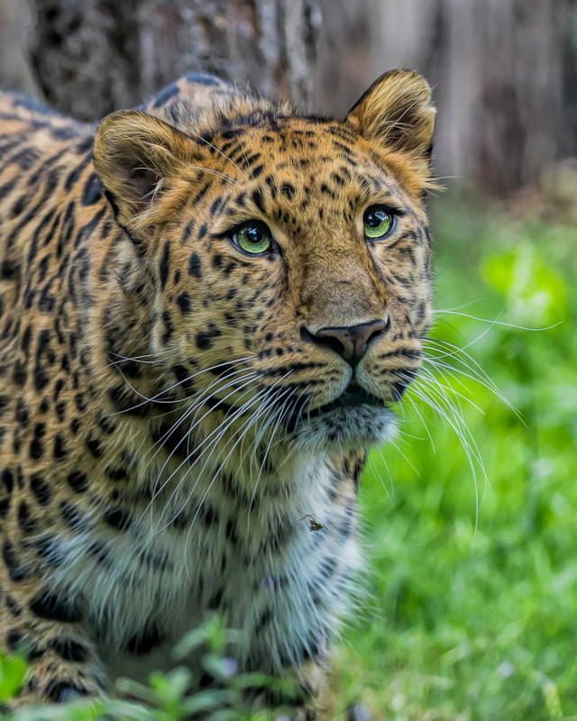 leopard