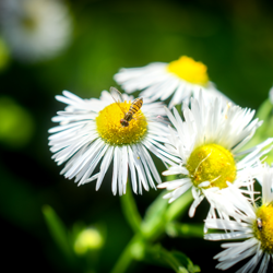 bee on flower