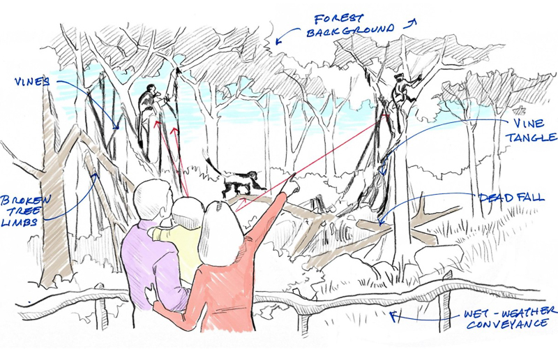 drawing of Colobus monkey habitat