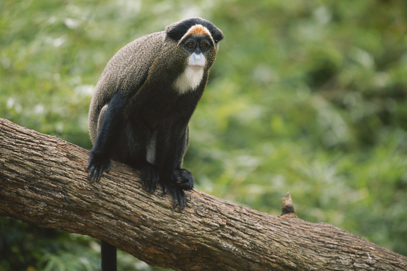 debrazzas monkey