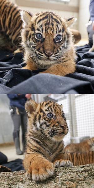 female cubs