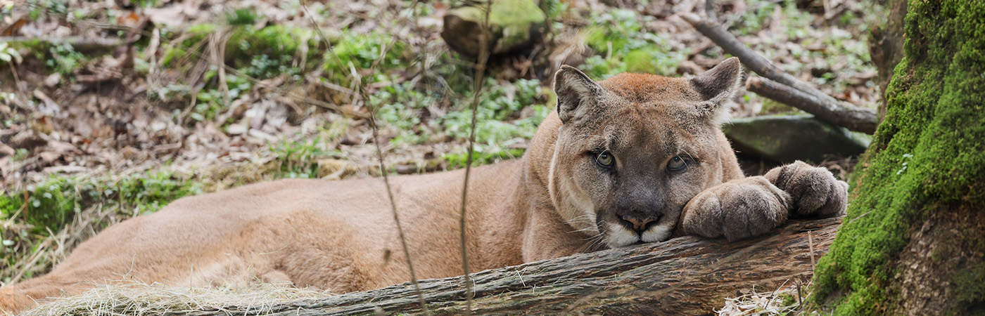 Cougar