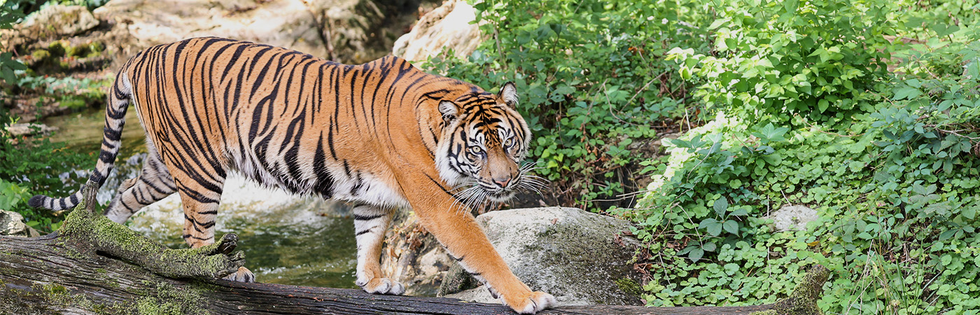 Sumatran Tiger