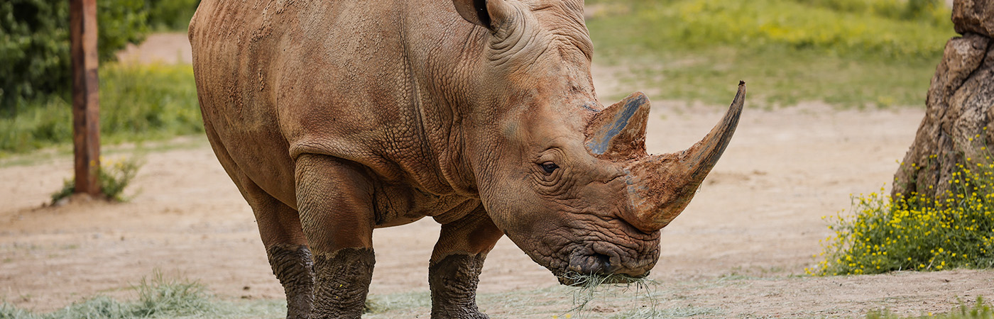 rhino standing in mud