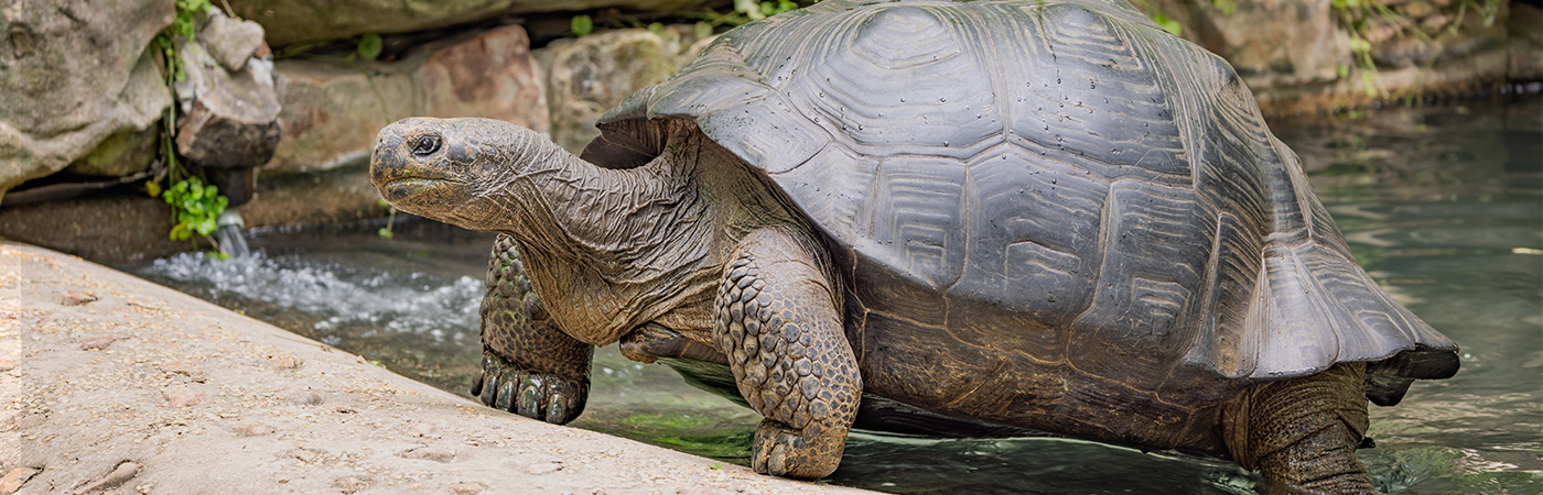 Tortoise