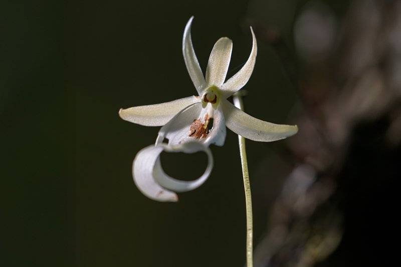 Orchid Close-Up