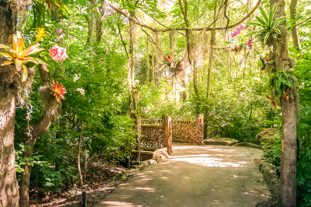 Rainforest